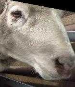 image of sheep_face