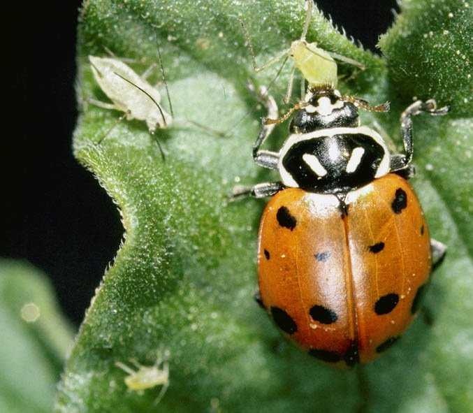 image of ladybugs