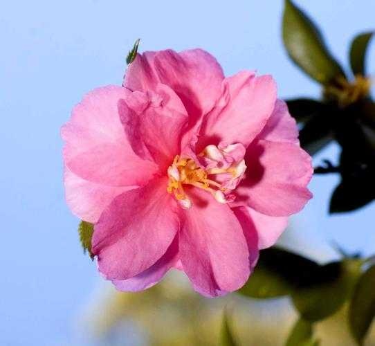 image of camellia