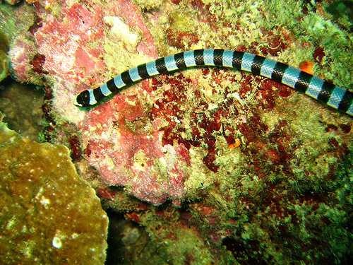 image of sea_snake