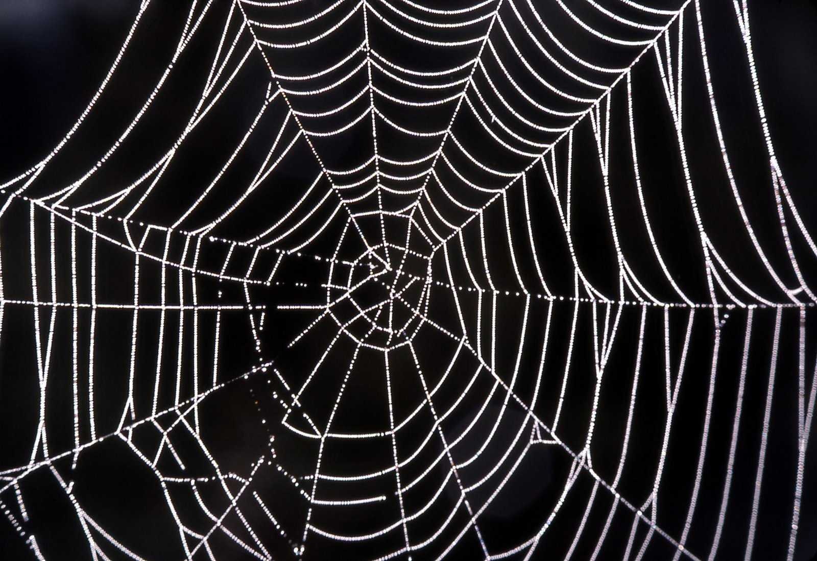 Spider web image classifcation dataset for machine learning