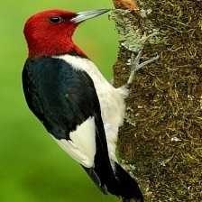 red_headed_woodpecker