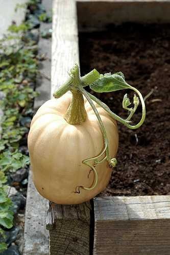 image of butternut_squash