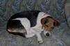 image of walker_hound