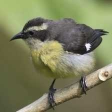 image of bananaquit