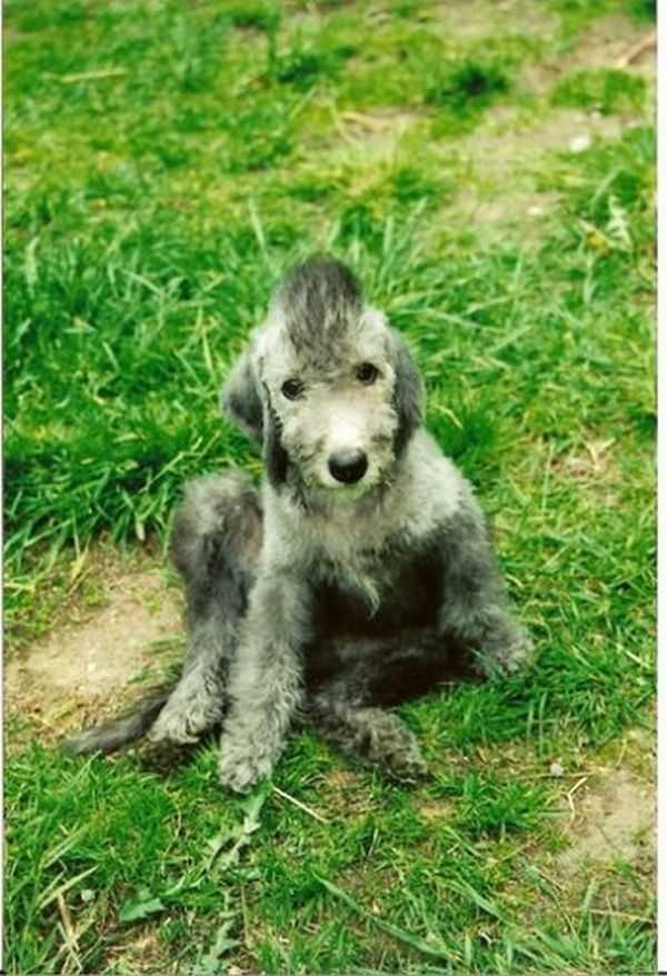 image of bedlington_terrier