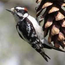 image of downy_woodpecker