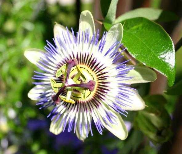 image of passion_flower