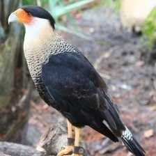 image of crested_caracara