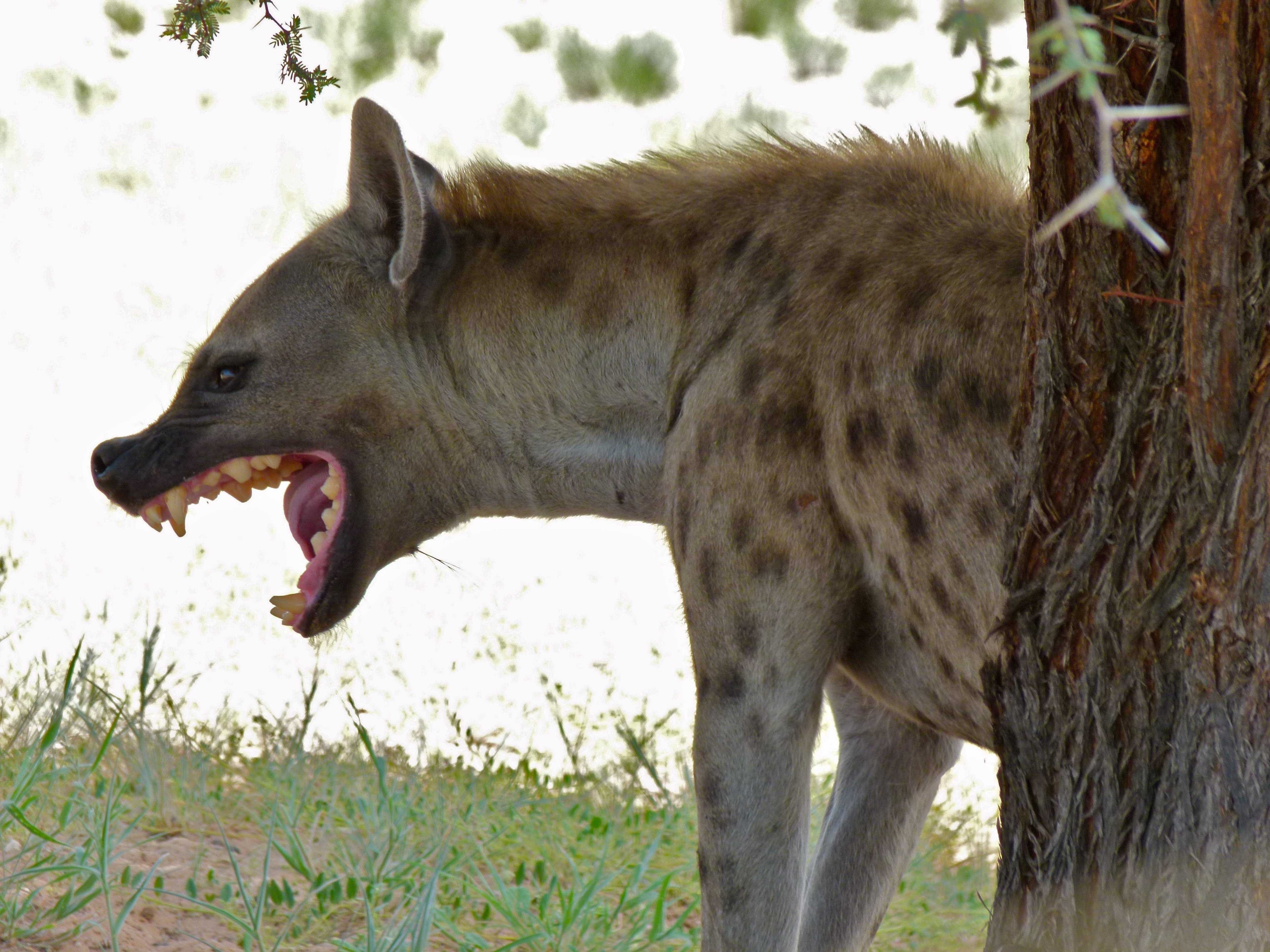 image of hyena