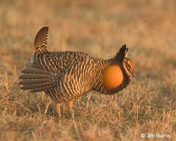 Prairie chicken image classifcation dataset for machine learning