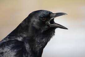 image of crow