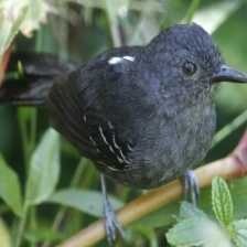 antbird