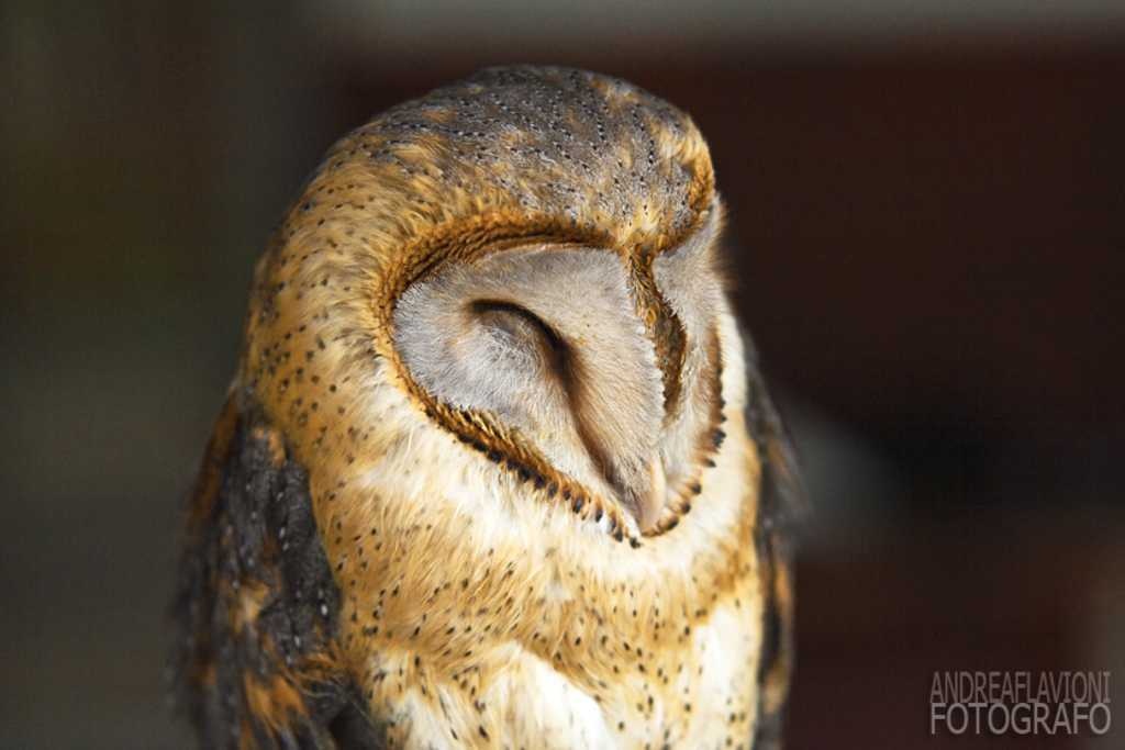 image of owl