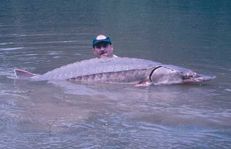 image of sturgeon