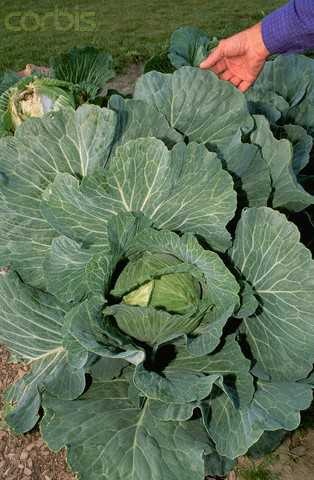 Head cabbage image classifcation dataset for machine learning
