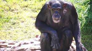 image of chimpanzee