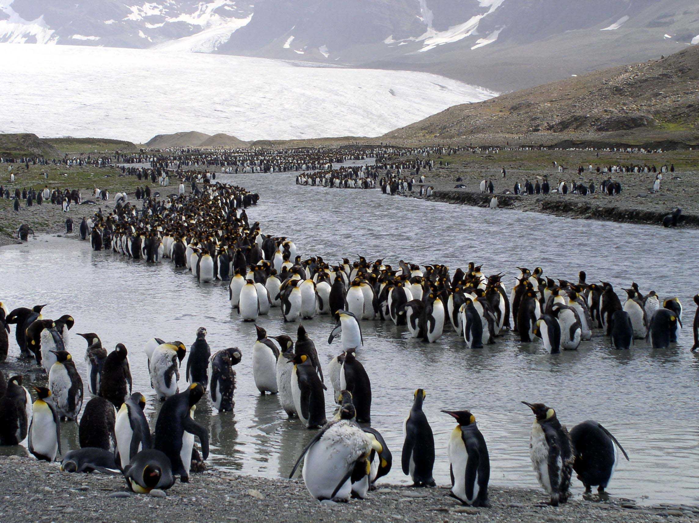 King penguin image classifcation dataset for machine learning