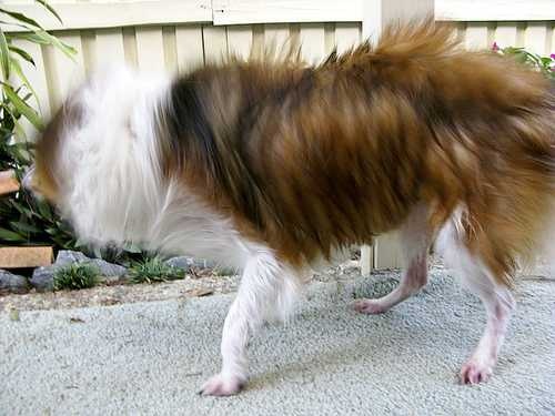 image of shetland_sheepdog