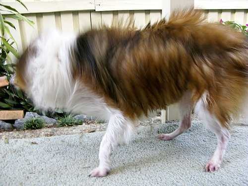 image of shetland_sheepdog