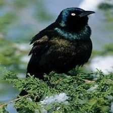 image of common_grackle