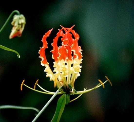 image of fire_lily