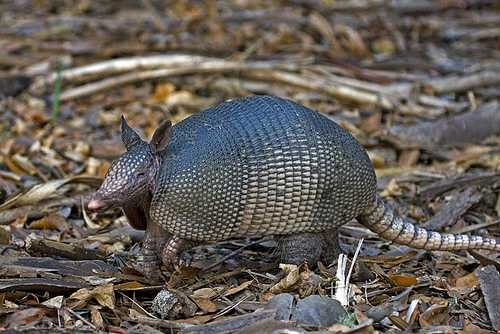 Armadillo image classifcation dataset for machine learning