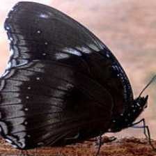 eggfly