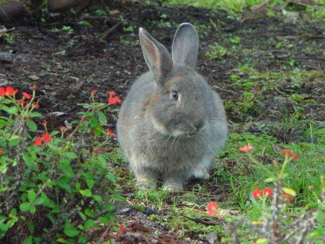 image of wood_rabbit