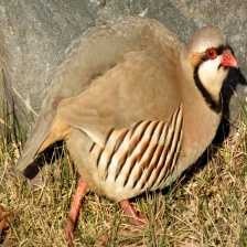 chukar_partridge