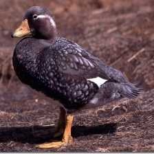 image of steamer_duck