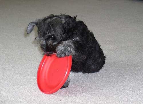 Miniature schnauzer image classifcation dataset for machine learning