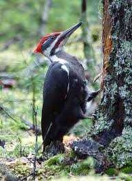 image of woodpecker