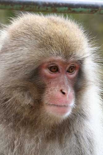 image of macaque