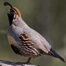 image of gambels_quail