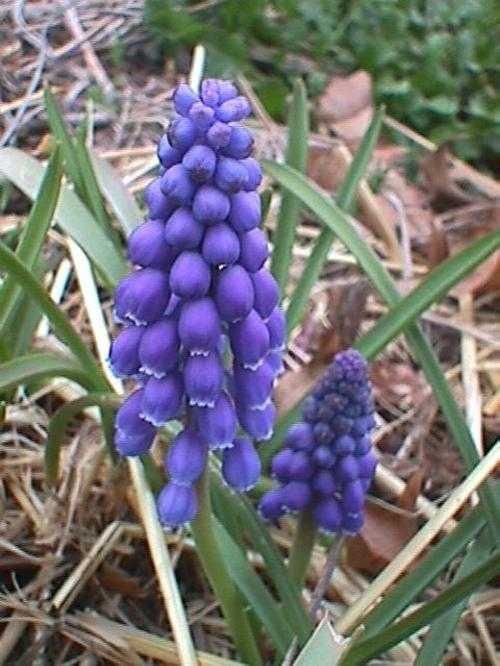 image of grape_hyacinth