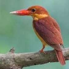 image of rudy_kingfisher