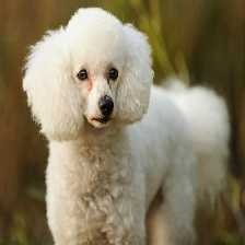 image of poodle