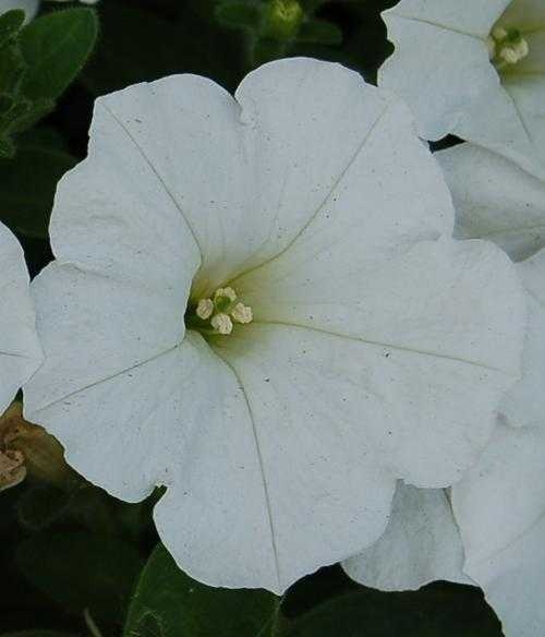 image of petunia