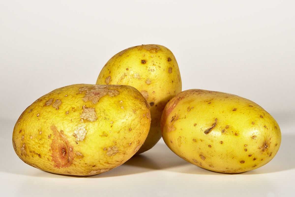 image of potato