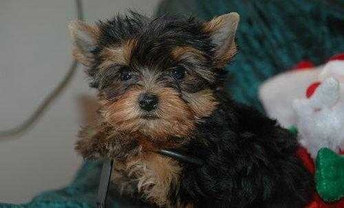 Yorkshire terrier image classifcation dataset for machine learning