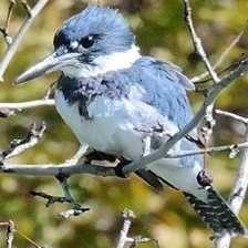 image of belted_kingfisher