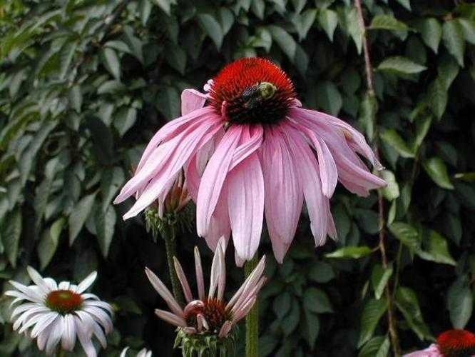 image of purple_coneflower