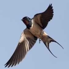 image of barn_swallow