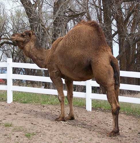 image of arabian_camel