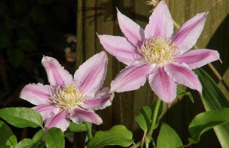 clematis