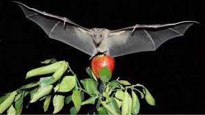 image of bat