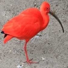 image of scarlet_ibis