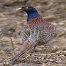 image of ring_necked_pheasant