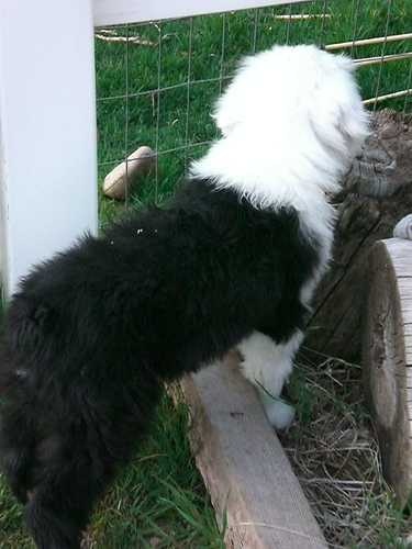 old_english_sheepdog